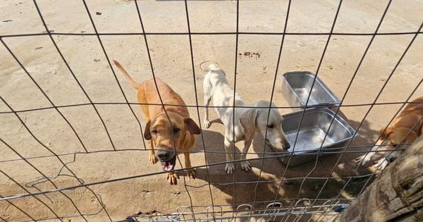 No local, foram encontrados cães sem alimentação adequada e em moradias precárias; 26 cachorros foram resgatados e um foi encontrado morto