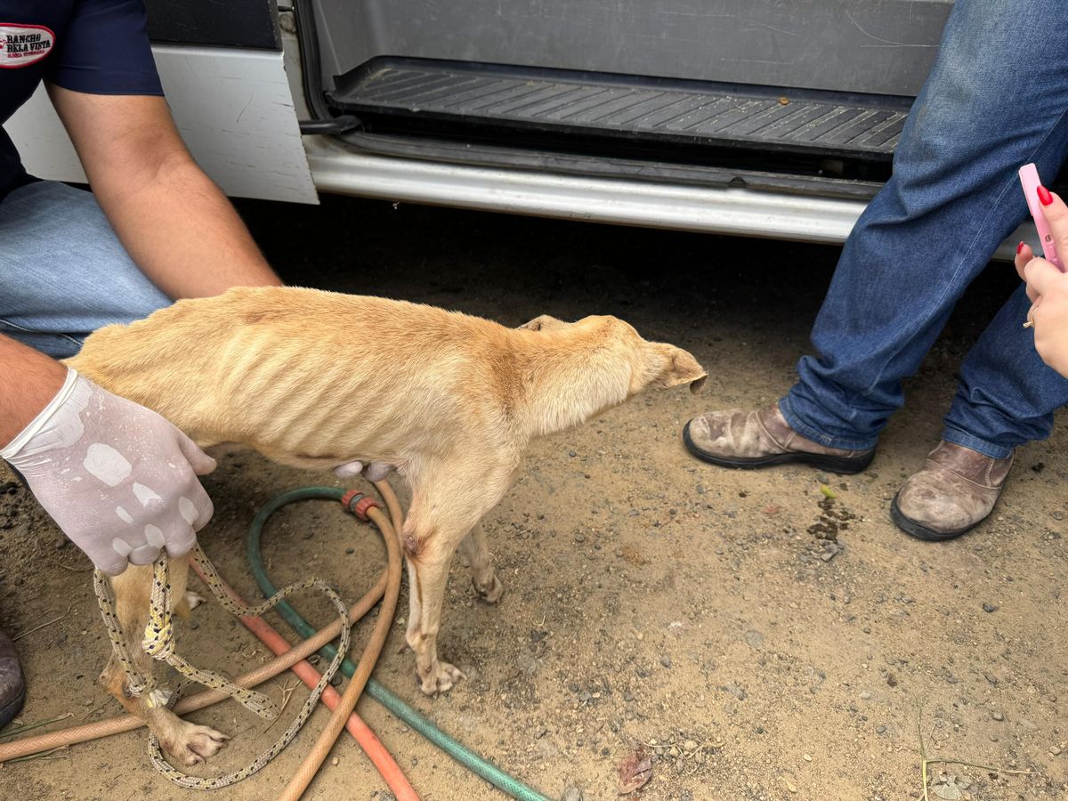 Mulher é presa por suspeita de maus tratos a animais em Aracruz por Divulgação | Polícia Civil