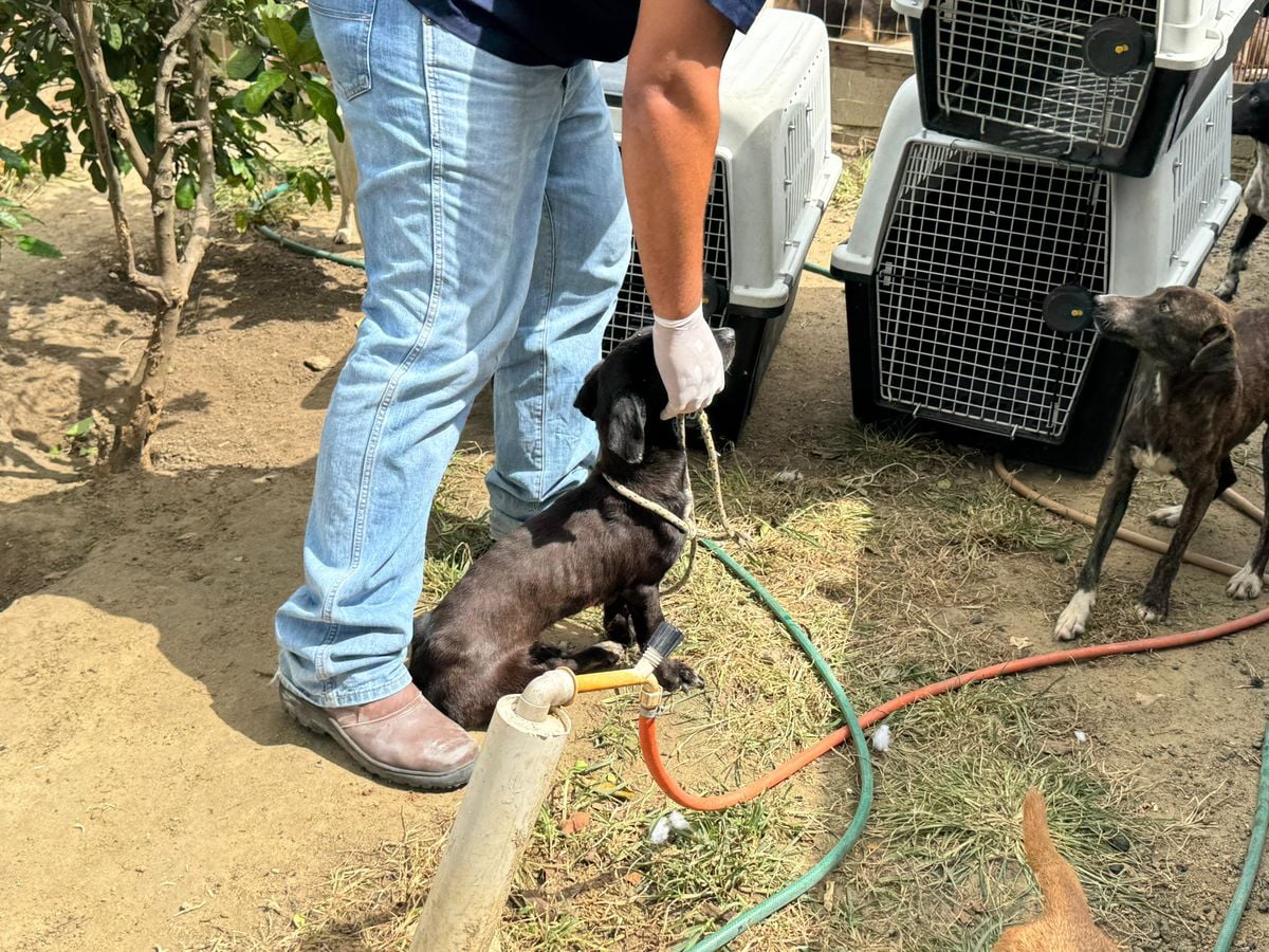 Mulher é presa por suspeita de maus tratos a animais em Aracruz por Divulgação | Polícia Civil