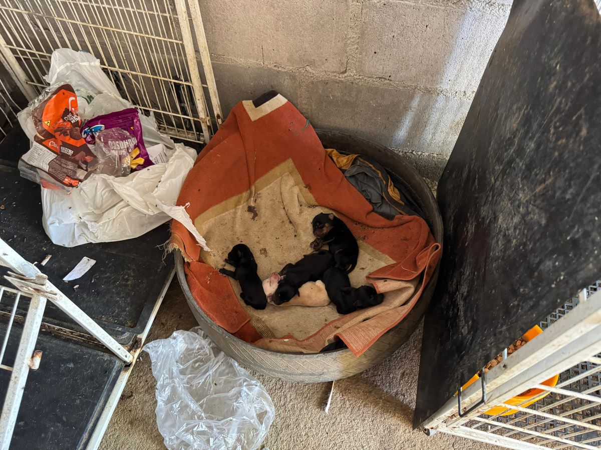 Mulher é presa por suspeita de maus tratos a animais em Aracruz por Divulgação | Polícia Civil