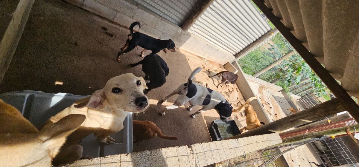 Mulher é presa por suspeita de maus tratos a animais em Aracruz por Divulgação | Polícia Civil