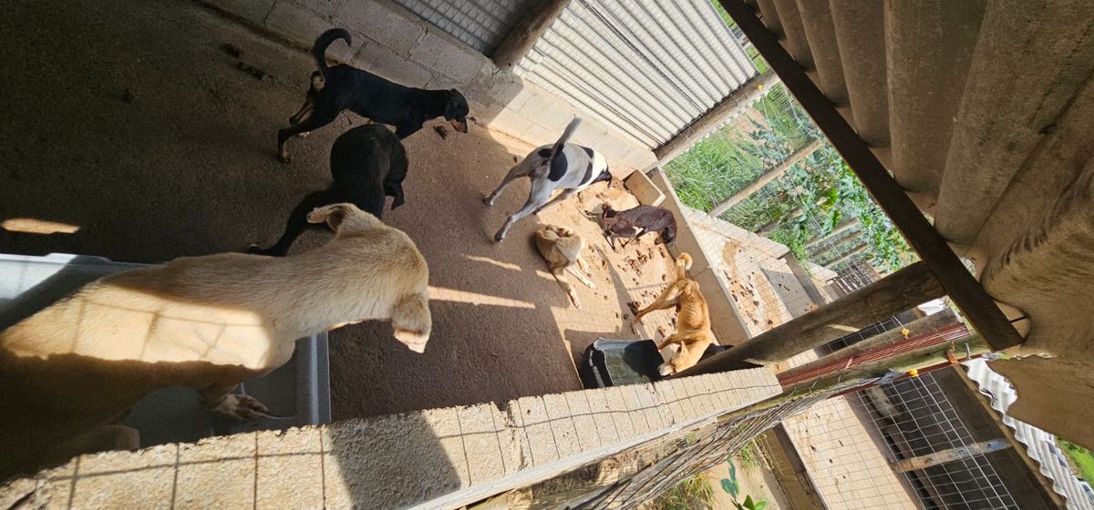 Mulher é presa por suspeita de maus tratos a animais em Aracruz por Divulgação | Polícia Civil