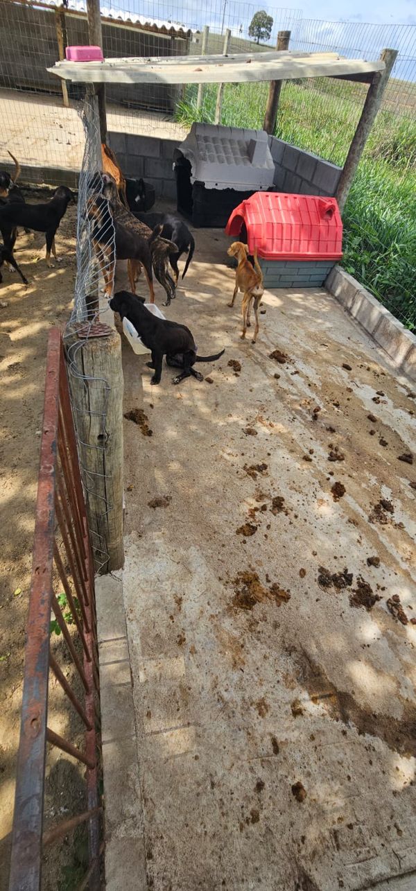 Mulher é presa por suspeita de maus tratos a animais em Aracruz por Divulgação | Polícia Civil