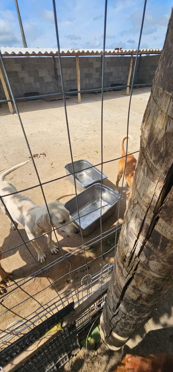 Mulher é presa por suspeita de maus tratos a animais em Aracruz por Divulgação | Polícia Civil