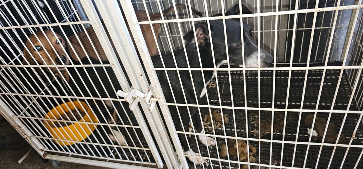 Mulher é presa por suspeita de maus tratos a animais em Aracruz por Divulgação | Polícia Civil