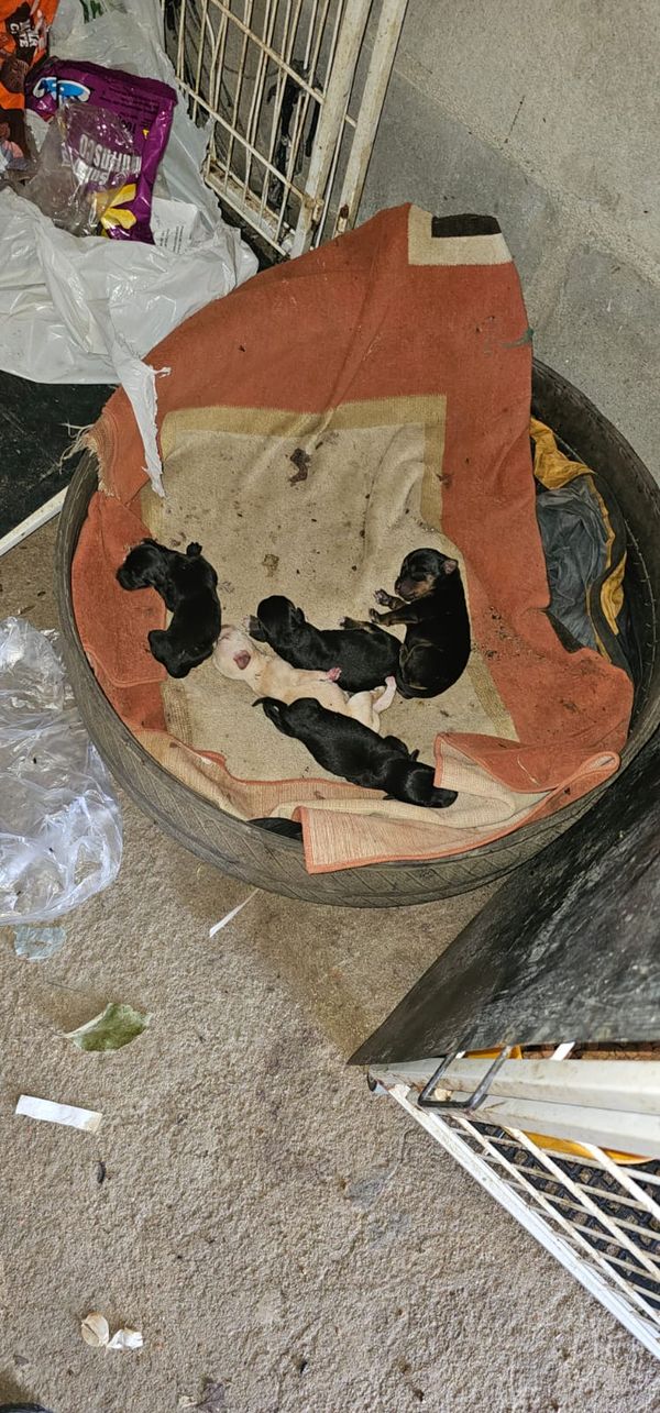 Mulher é presa por suspeita de maus tratos a animais em Aracruz por Divulgação | Polícia Civil