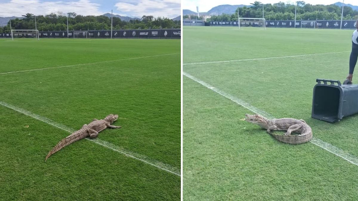 Um jacaré foi parar dentro do CT do Vasco nesta sexta-feira (25)