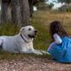 Socialização ou genética? O que está por trás dos ataques de cães a crianças?