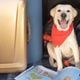 Imagem - Governo lança novas regras para transporte de pets em aviões no Brasil