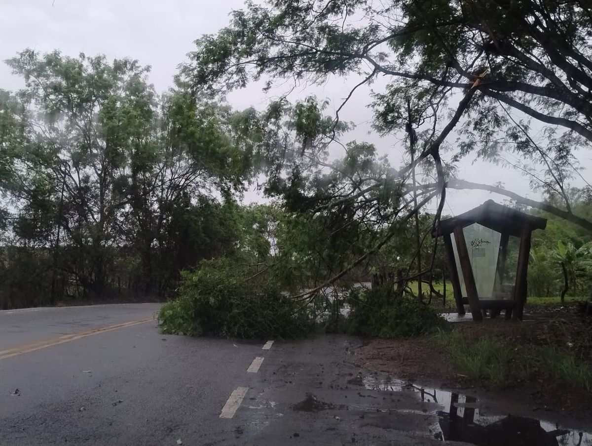 Árvores caíram por Defesa Civil de Anchieta 