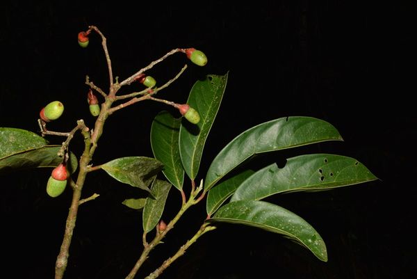Árvore em risco de extinção é descoberta no Sul do ES por Divulgação/ Iema 