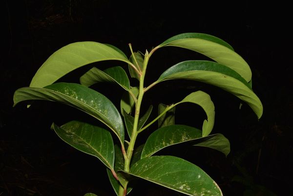 Árvore em risco de extinção é descoberta no Sul do ES por Divulgação/ Iema 