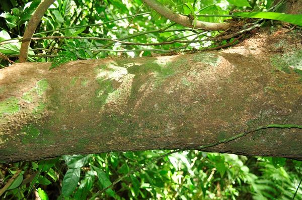 Árvore em risco de extinção é descoberta no Sul do ES por Divulgação/ Iema 