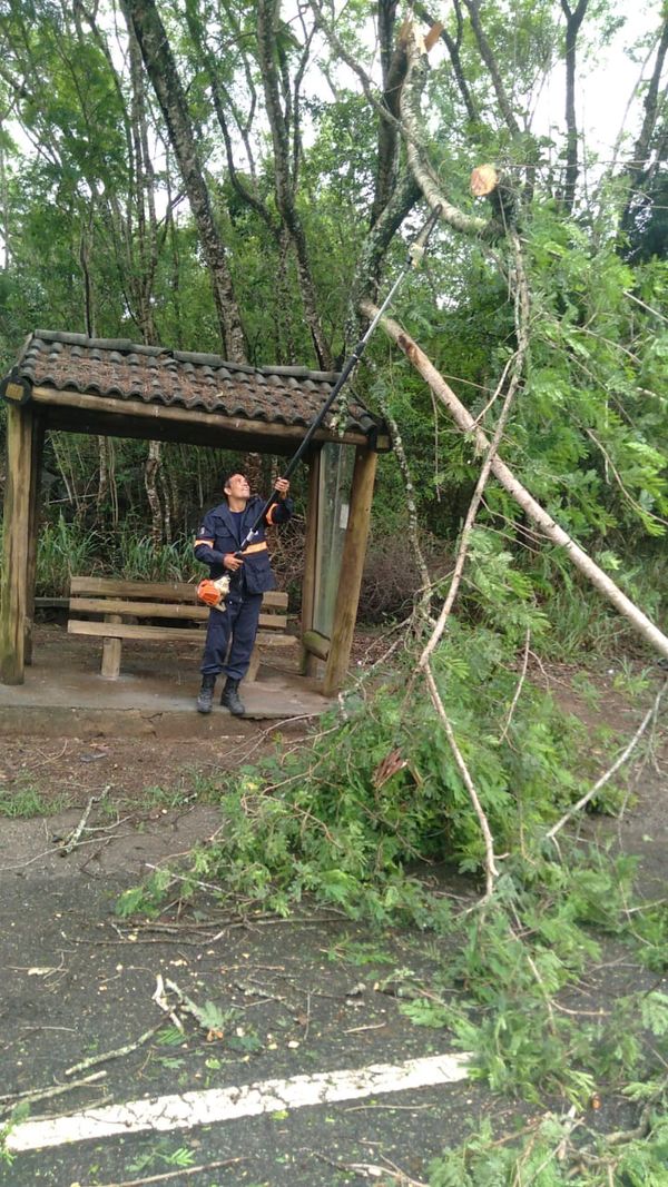 Árvores caíram por Defesa Civil de Anchieta 