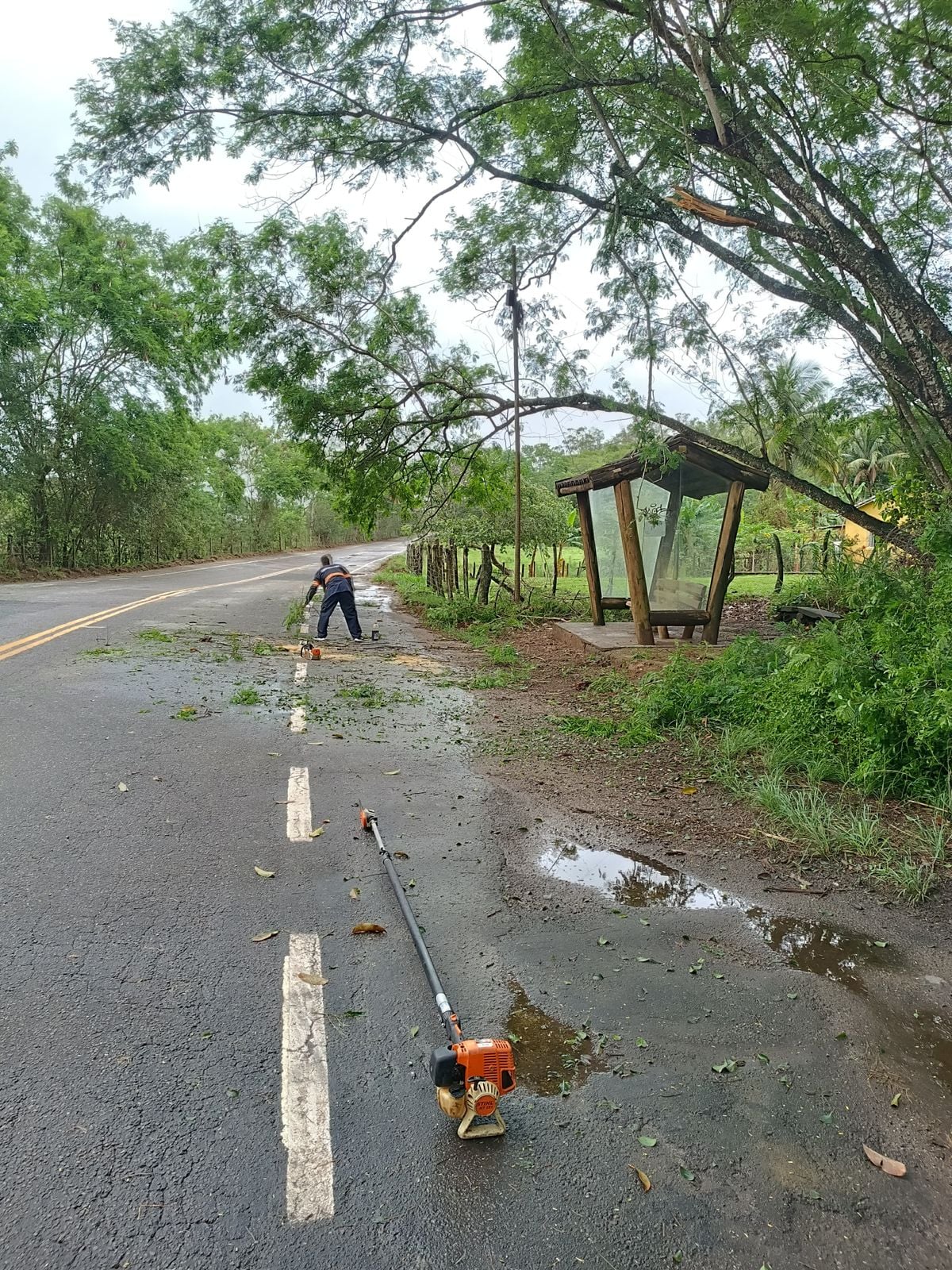 Árvores caíram por Defesa Civil de Anchieta 