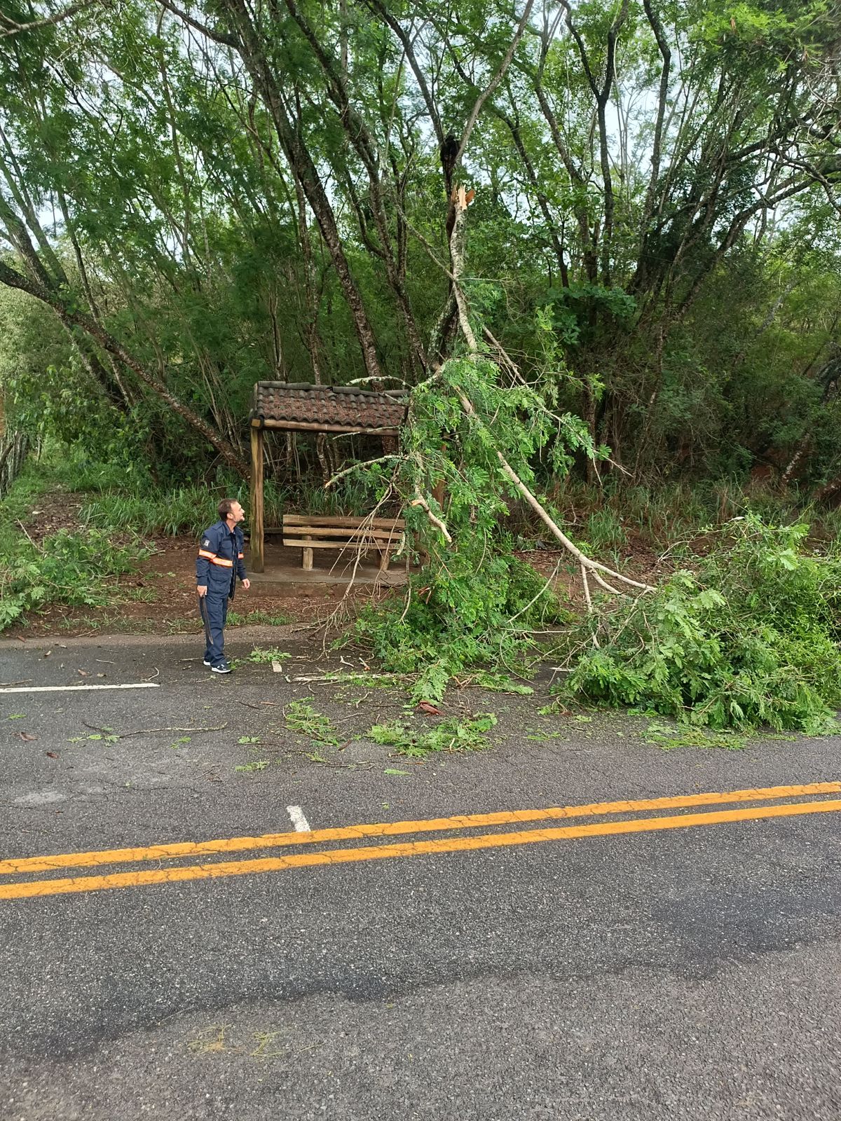 Árvores caíram por Defesa Civil de Anchieta 