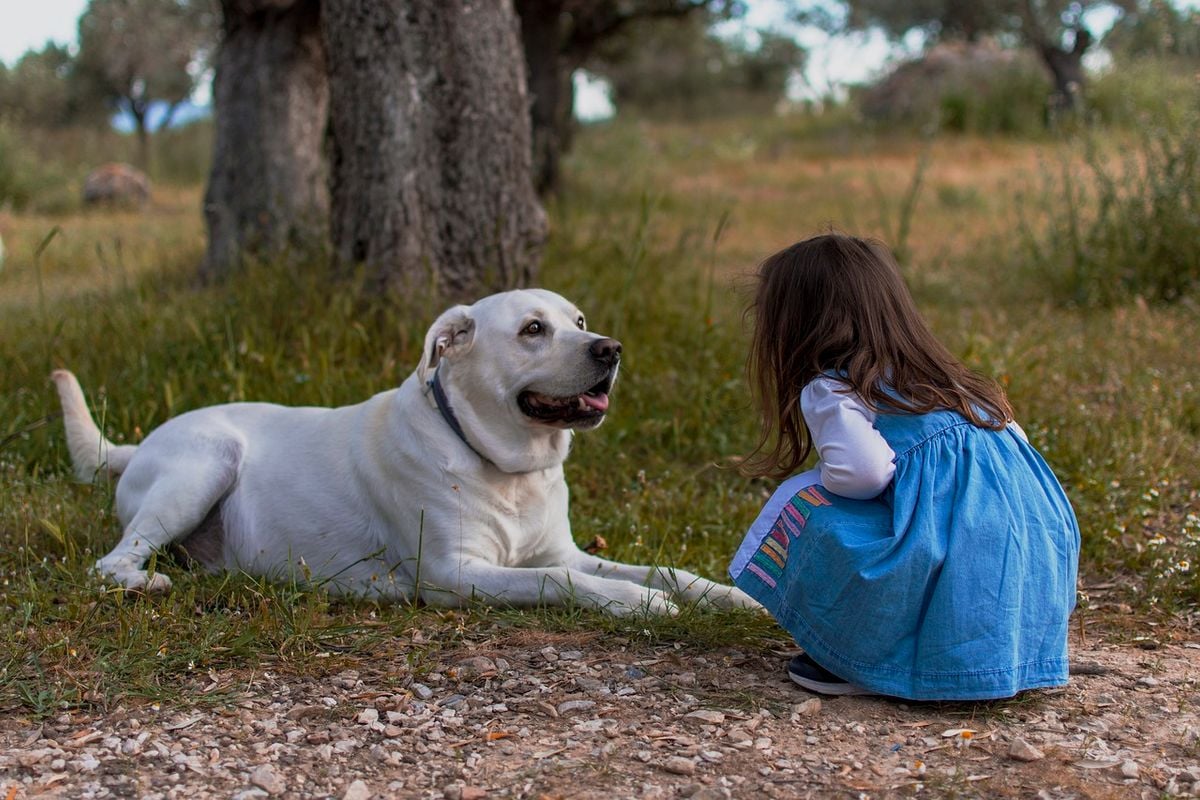 Socialização ou genética? O que está por trás dos ataques de cães a crianças?