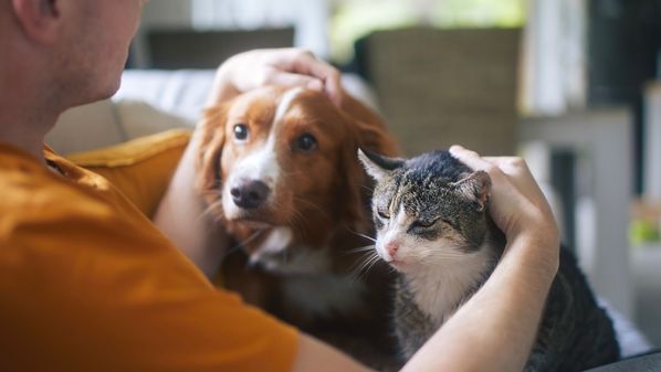 Construtoras e arquitetos buscam adequar os projetos às necessidades dos animais de estimação