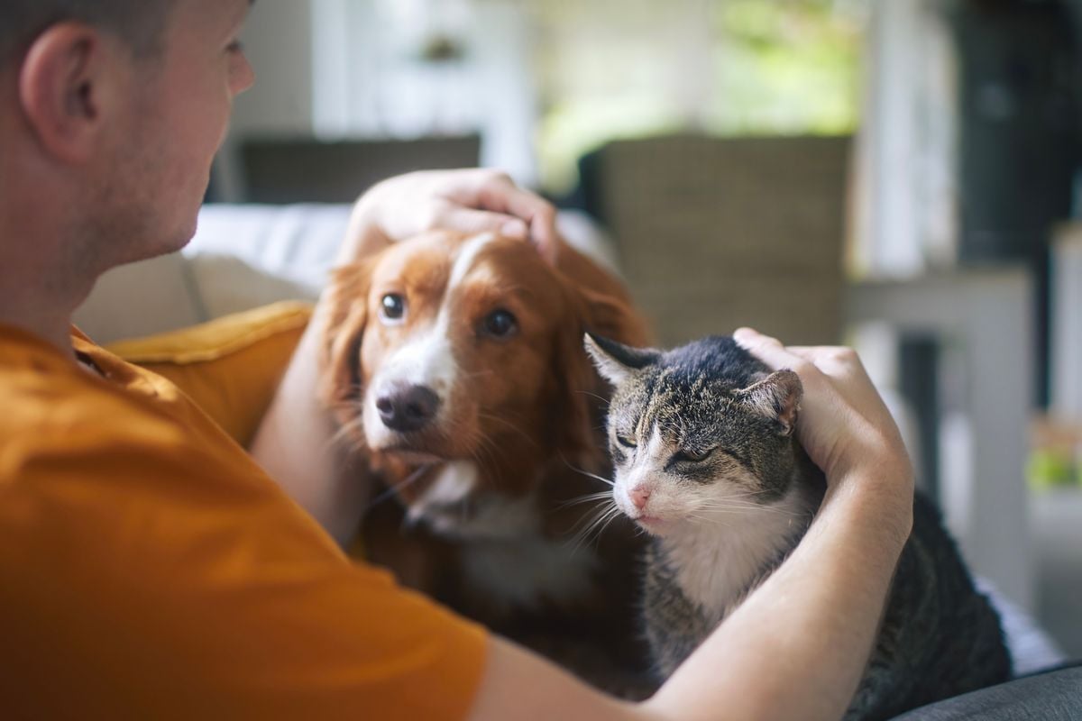 Os pets, hoje, são parte da família, e essa realidade está moldando o mercado imobiliário