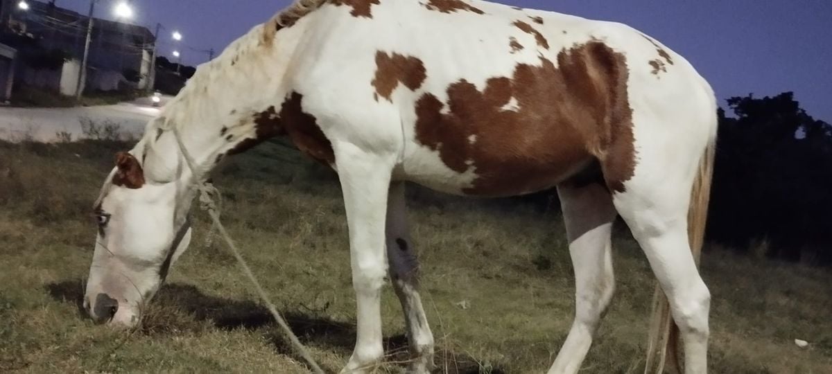 Fábio Assunção - Cavalo furtado em cariacica