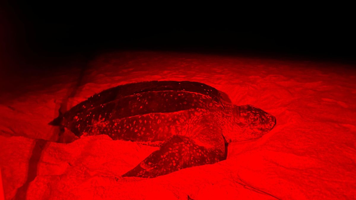 Tartaruga-gigante é avistada em processo de desova na praia de Regência, em Linhares