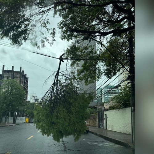 Imagem - 'Varal de galho' chama a atenção em Bento Ferreira, Vitória