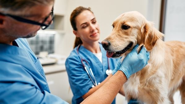 Problemas de próstata são mais comuns em cães mais velhos e menos frequentes em gatos; veja os principais sintomas que os animais dão