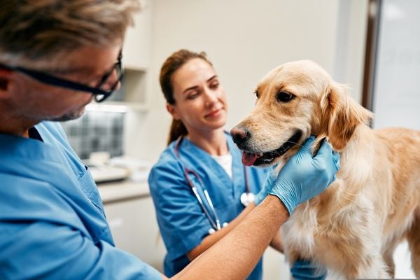 Atenção à saúde dos pets / cachorro / saúde