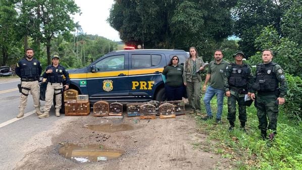 Imagens fornecidas pelo Iema revelam a presença de troféus para premiar os participantes, além de um galpão montado para receber competidores com as respectivas aves silvestres