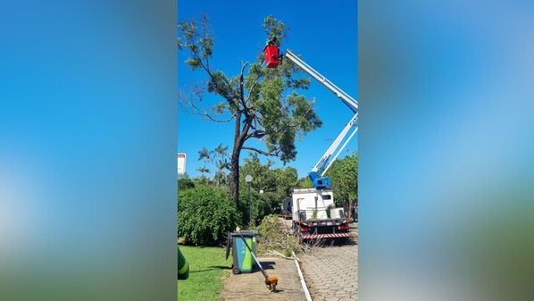 Prefeitura disse que laudo de equipe técnica da Secretaria Municipal de Meio Ambiente constatou que se trata de árvores mortas e em declínio vegetativo