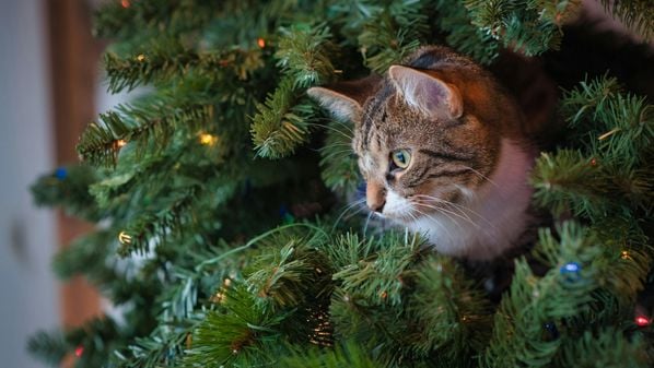 Não é novidade que gatos adoram árvores de Natal e podem causar acidentes; veja dicas de árvores e como mantê-las intactas nesta época do ano