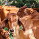 Imagem - "Vaca louca": o que é, transmissão, sintomas e tratamento