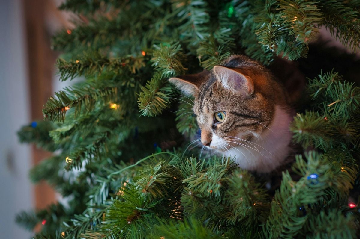 Gatos e árvore de Natal