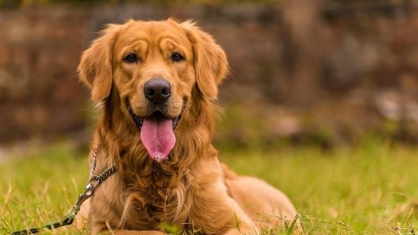 Veja cães que se destacam por sua natureza afetuosa e as características que os tornam tão queridos