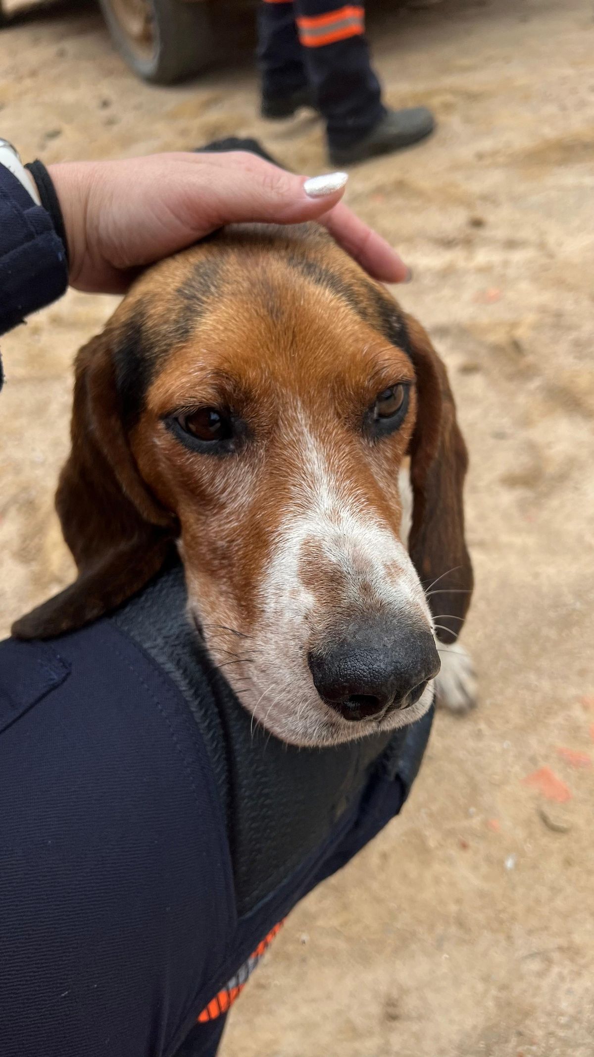 Cão é resgatado após ficar 6 dias preso em penhasco no interior de Brejetuba por Divulgação/ Corpo de Bombeiros 