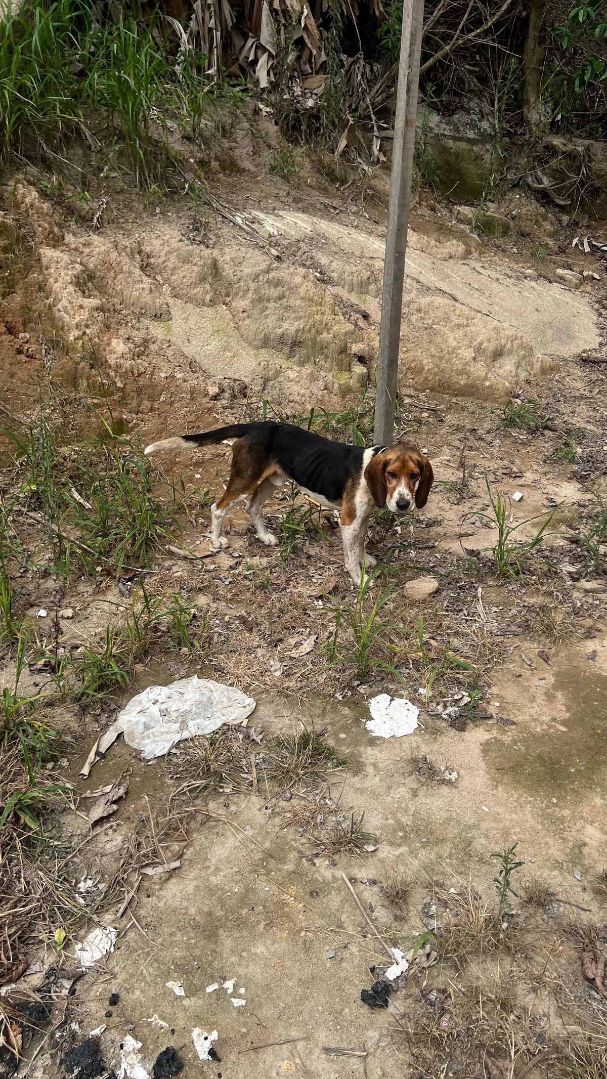 Cão é resgatado após ficar 6 dias preso em penhasco no interior de Brejetuba por Divulgação/ Corpo de Bombeiros 