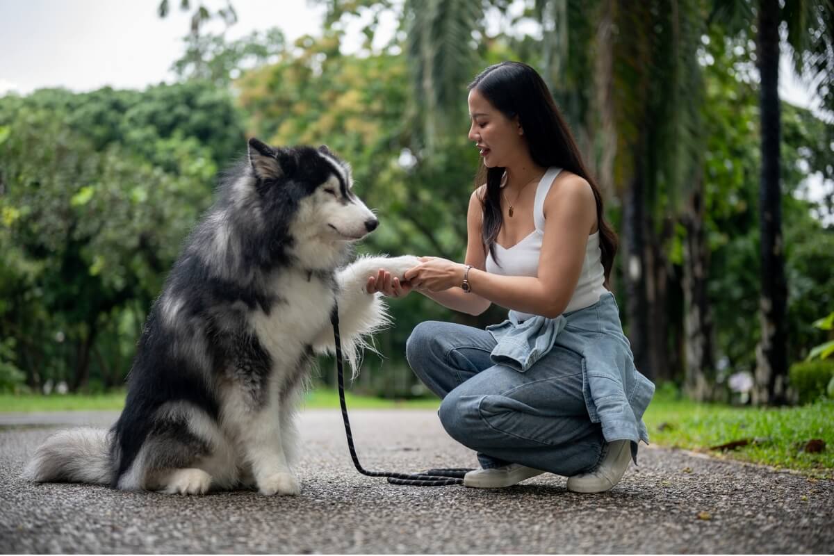 Adestramento positivo aumenta o vínculo do tutor com o pet (Imagem: BongkarnGraphic | Shutterstock) 