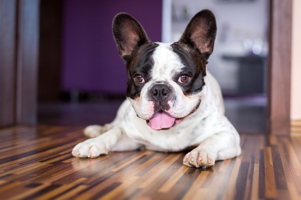 Apesar de seu semblante sério, o buldogue francês esbanja carinho (Imagem: Patryk Kosmider | Shutterstock)