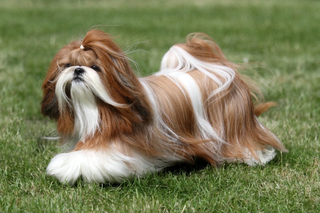 Extremamente afetuoso, o shih tzu adora contato físico com o tutor e é bastante calmo (Imagem: Sue Thatcher | Shutterstock)