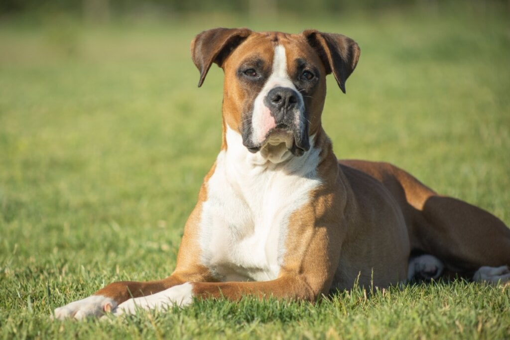 Leal e afetuoso, o boxer adora brincar e interagir (Imagem: ibanezfilm | Shutterstock)