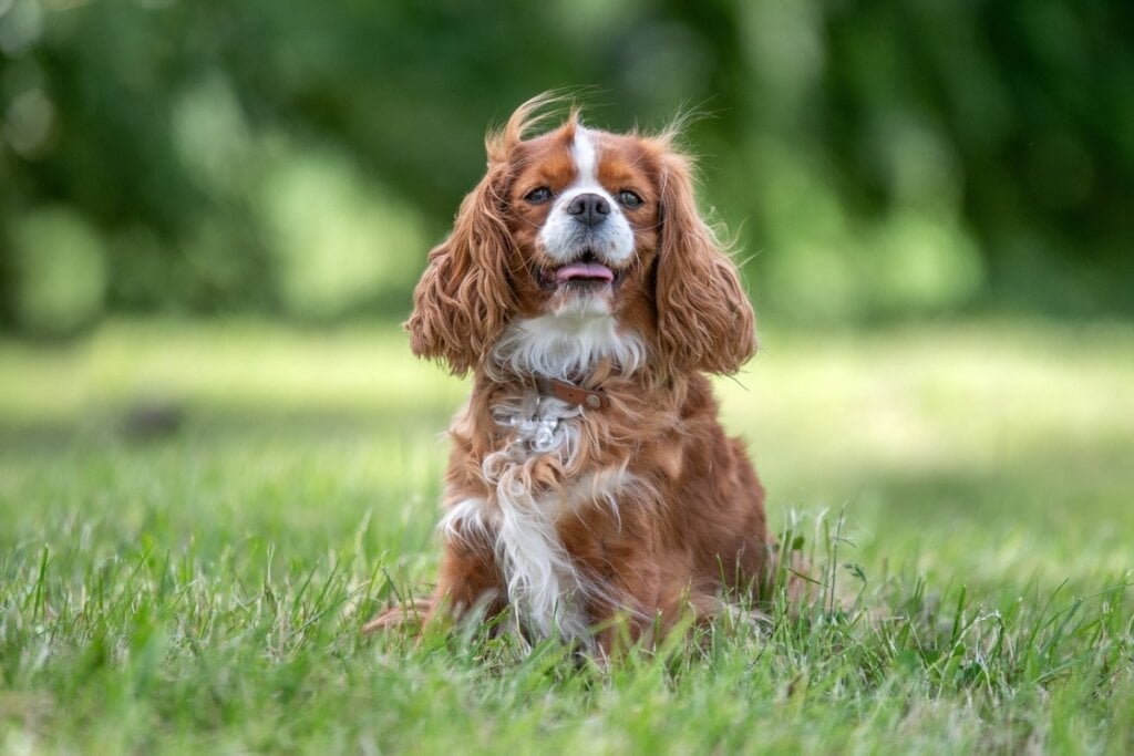 O cavalier king charles spaniel é conhecido por sua expressão doce e personalidade afetuosa (Imagem: BAUER Alexandre | Shutterstock)