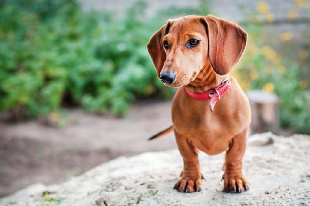 O dachshund é muito apegado aos seus tutores e adora fazer parte da rotina familiar (Imagem: Olexandr Andreiko | Shutterstock) 