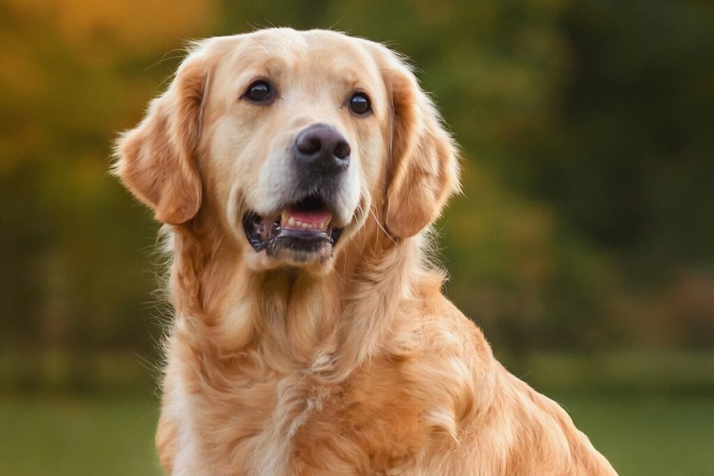 O golden retriever é famoso por seu temperamento dócil e carinhoso (Imagem: Nikaletto | Shutterstock)