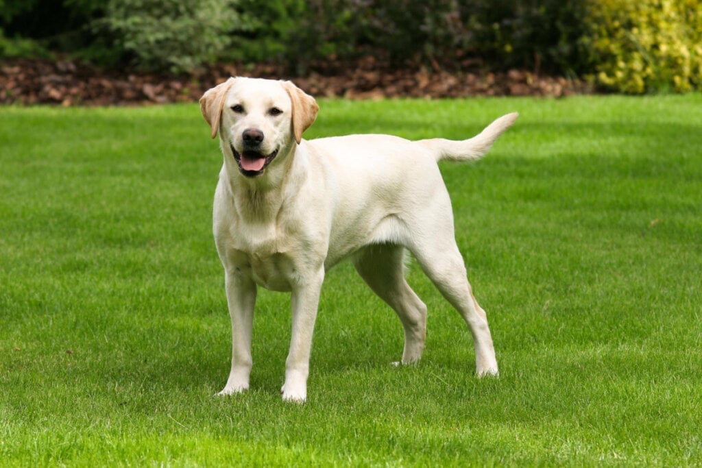 O labrador retriever é conhecido pela natureza gentil e brincalhona (Imagem: Radomir Rezny | Shutterstock)