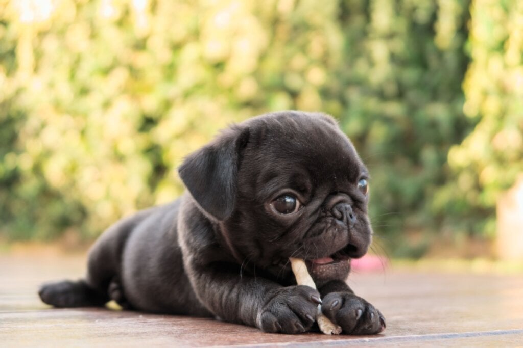 O pug adora estar perto do tutor e expressa afeto de forma divertida e amorosa (Imagem: Ezzolo  | Shutterstock)