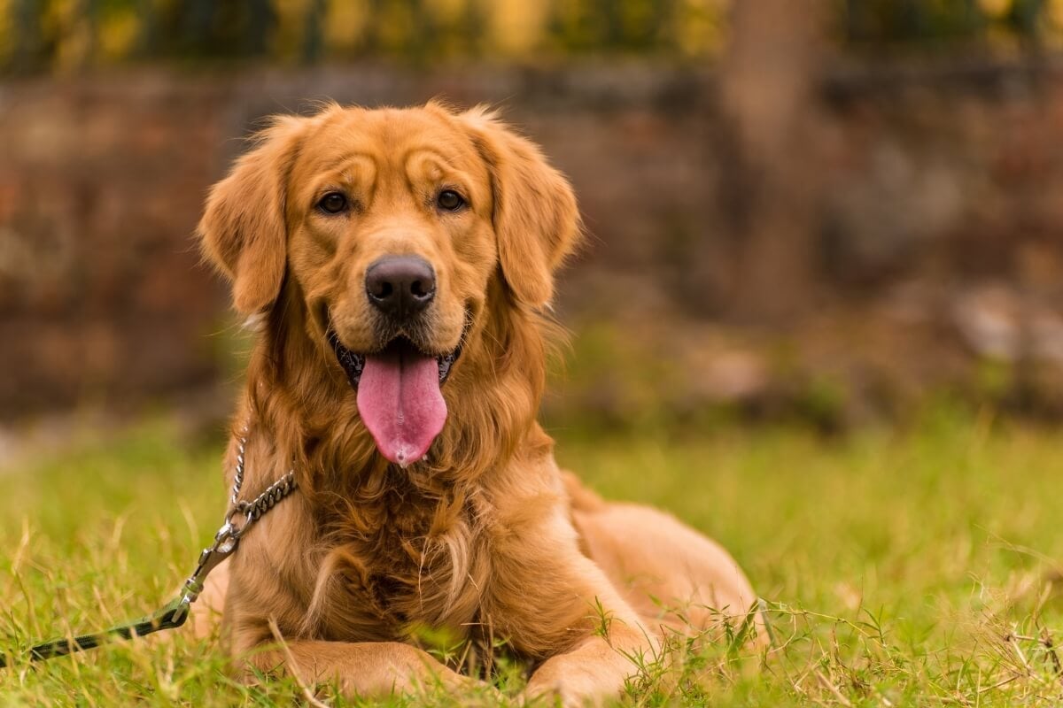 Os cães lideram o ranking de animais mais populares no país e algumas raças se destacam por sua natureza carinhosa (Imagem: neelsky |  Shutterstock) 