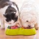 Com alimentos frescos e naturais, a dieta dos pets pode se tornar mais rica e equilibrada (Imagem: Monika Wisniewska | Shutterstock)