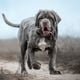 Os cachorros da raça mastiff têm um porte robusto, mas são conhecidos por sua personalidade dócil (Imagem: Photobox.ks | Shutterstock) 