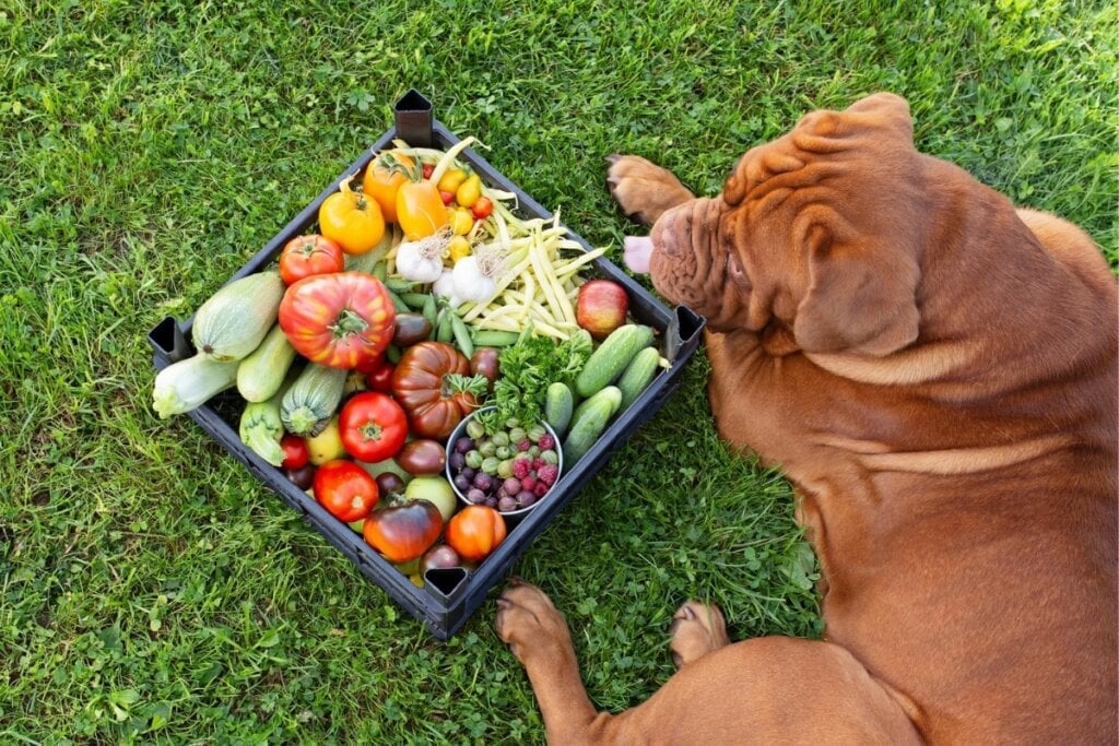 Cachorros da raça mastiff exigem uma dieta rica em nutrientes para manter a saúde óssea (Imagem: Lexashka | Shutterstock)