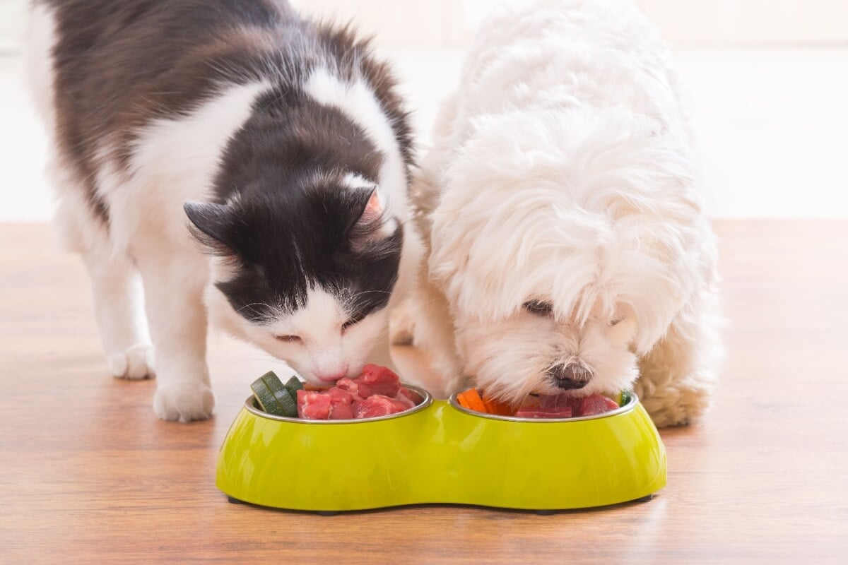 Com alimentos frescos e naturais, a dieta dos pets pode se tornar mais rica e equilibrada (Imagem: Monika Wisniewska | Shutterstock)